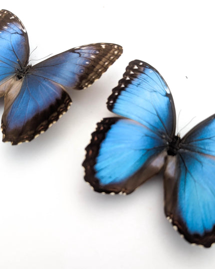 Morpho helenor butterfly taxidermy, blue helenor papered specimen, set of 2
