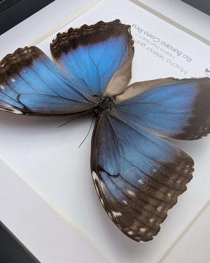 Framed Iridescent Blue Morpho Butterfly female, Helenor guerrerensis 8x8