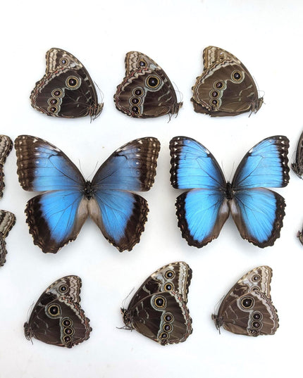 Morpho helenor butterfly taxidermy, blue helenor papered specimen, set of 10