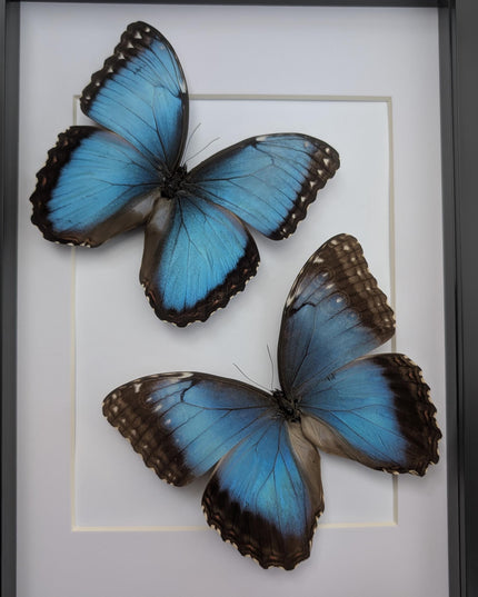 Framed Iridescent Blue Morpho Butterfly pair, Helenor guerrerensis A4 Display