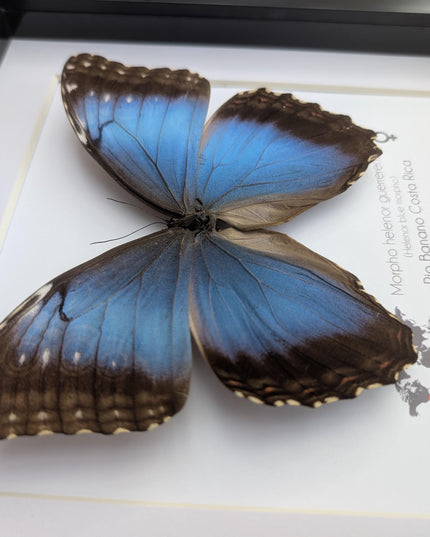 Framed Iridescent Blue Morpho Butterfly female, Helenor guerrerensis 8x8