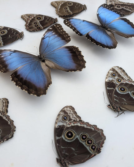 Morpho helenor butterfly taxidermy, blue helenor papered specimen, set of 10
