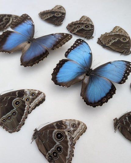 Morpho helenor butterfly taxidermy, blue helenor papered specimen, set of 10
