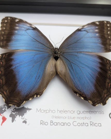 Framed Iridescent Blue Morpho Butterfly female, Helenor guerrerensis 8x8