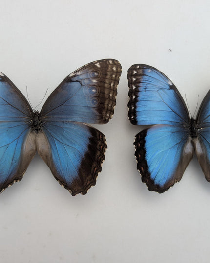 Morpho helenor butterfly taxidermy, blue helenor papered specimen, set of 10