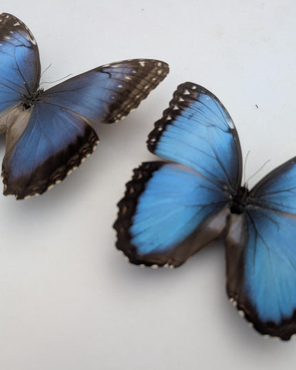 Morpho helenor butterfly taxidermy, blue helenor papered specimen, set of 10