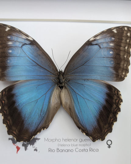 Framed Iridescent Blue Morpho Butterfly female, Helenor guerrerensis 8x8