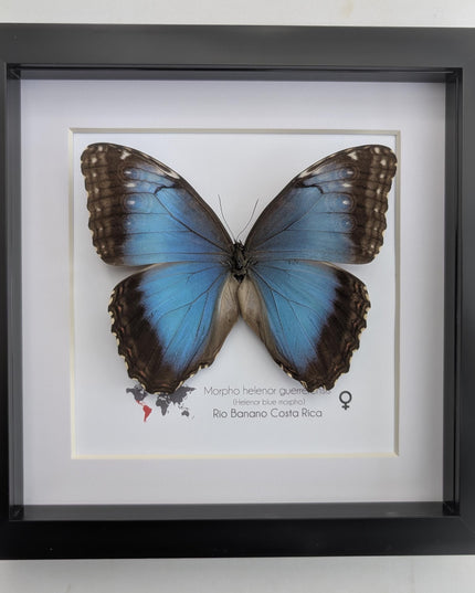 Framed Iridescent Blue Morpho Butterfly female, Helenor guerrerensis 8x8