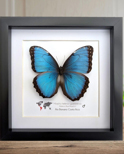 Framed blue morpho butterfly taxidermy: ethically sourced nature art, 8x8