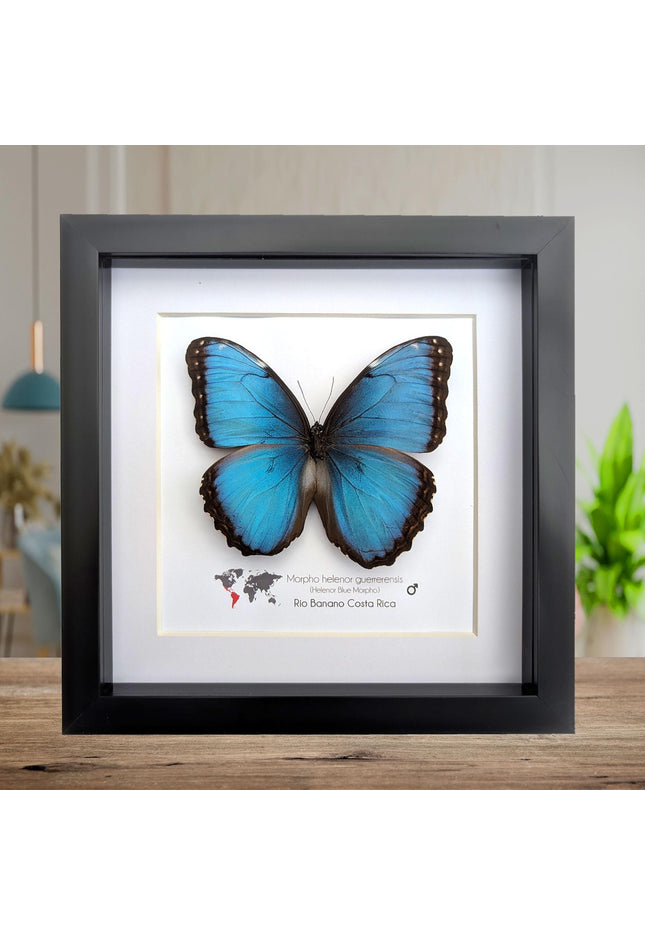 Framed blue morpho butterfly taxidermy: ethically sourced nature art, 8x8