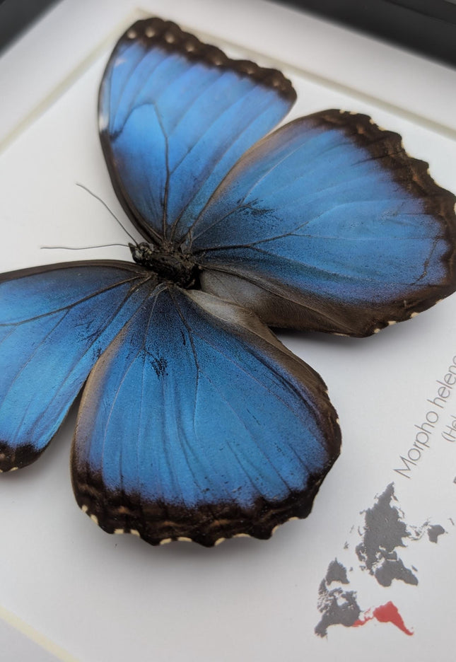 Framed blue morpho butterfly taxidermy: ethically sourced nature art, 8x8