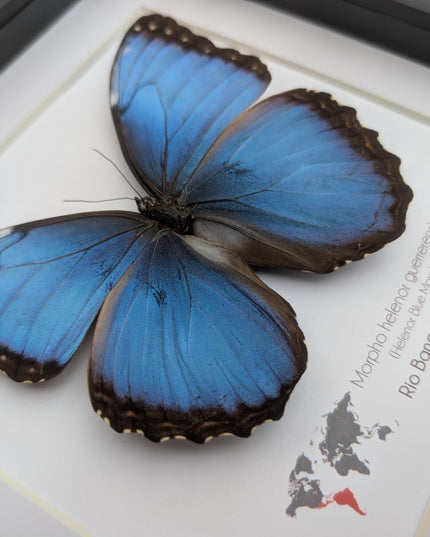 Framed blue morpho butterfly taxidermy: ethically sourced nature art, 8x8