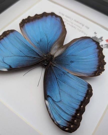Framed blue morpho butterfly taxidermy: ethically sourced nature art, 8x8