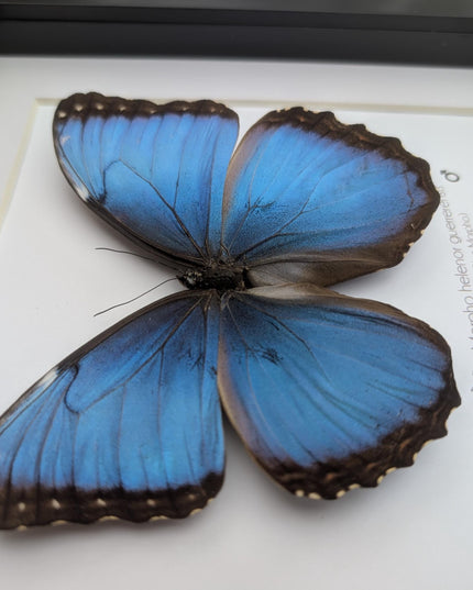 Framed blue morpho butterfly taxidermy: ethically sourced nature art, 8x8