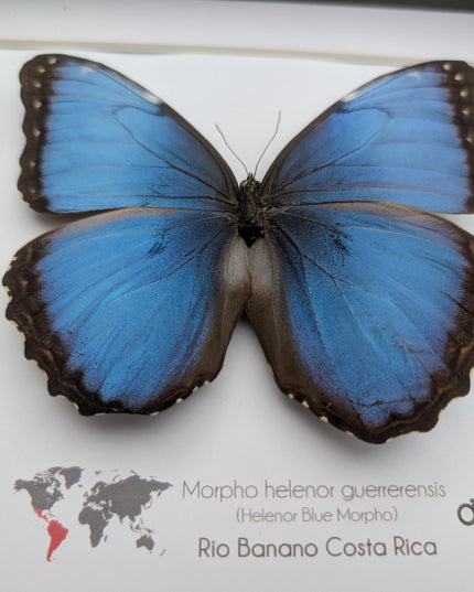 Framed blue morpho butterfly taxidermy: ethically sourced nature art, 8x8