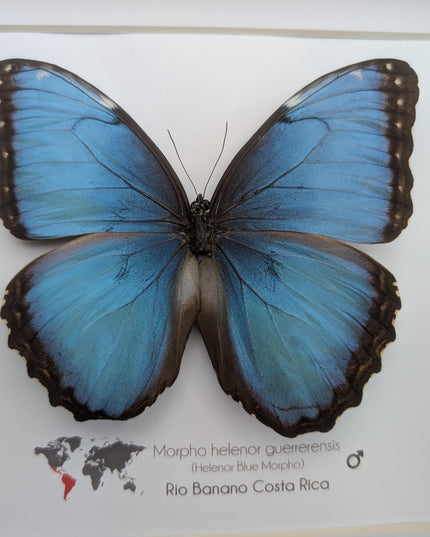 Framed blue morpho butterfly taxidermy: ethically sourced nature art, 8x8