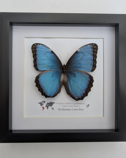 Framed blue morpho butterfly taxidermy: ethically sourced nature art, 8x8