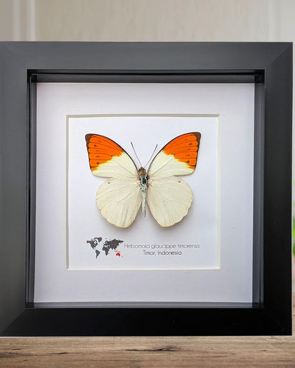 Framed Great Orange Tip Butterfly Taxidermy, Hebomoia glaucippe Timorensis (6x6)