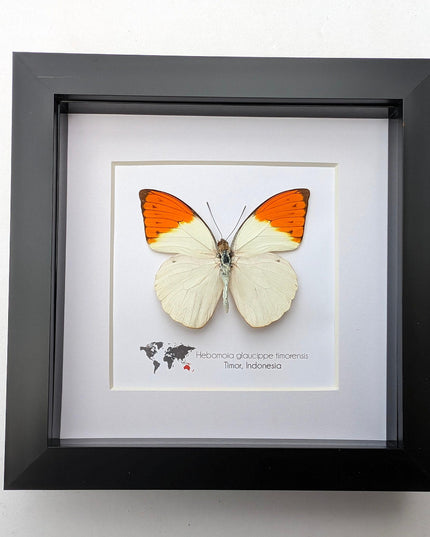Framed Great Orange Tip Butterfly Taxidermy, Hebomoia glaucippe Timorensis (6x6)