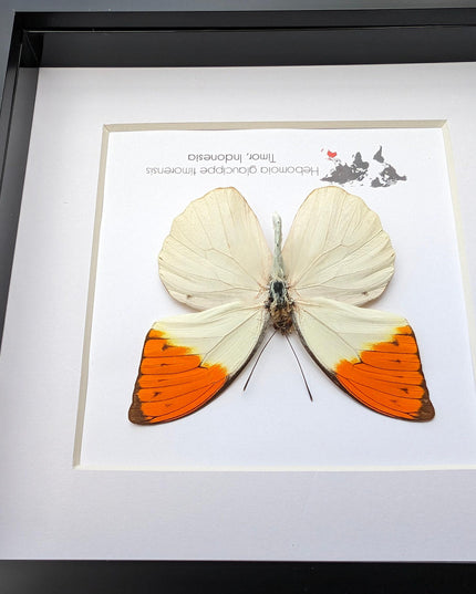 Framed Great Orange Tip Butterfly Taxidermy, Hebomoia glaucippe Timorensis (6x6)