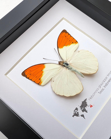 Framed Great Orange Tip Butterfly Taxidermy, Hebomoia glaucippe Timorensis (6x6)