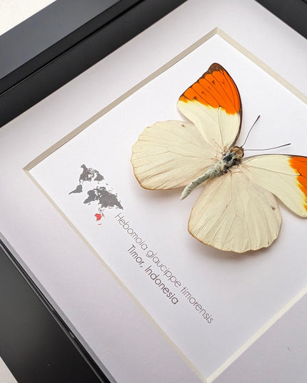 Framed Great Orange Tip Butterfly Taxidermy, Hebomoia glaucippe Timorensis (6x6)