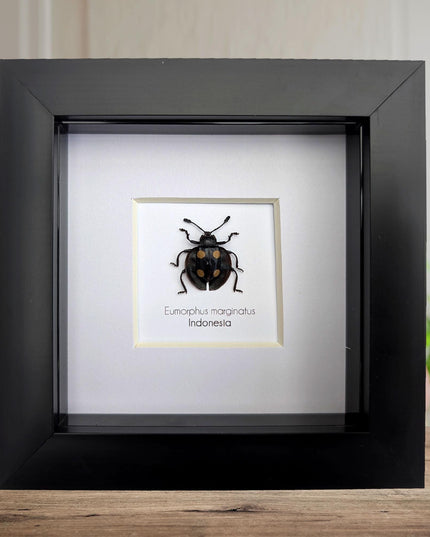 Framed Eumorphus marginatus,  pleasing fungus ladybug Frame display 4"x4"