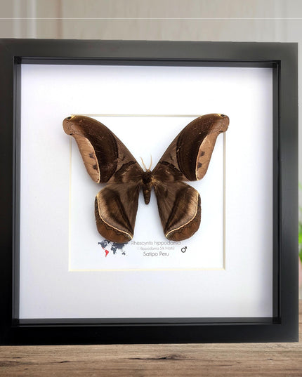 Framed Giant silk moth, Rhescyntis hippodamia frame display 10"x10"