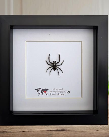Framed biggest jumping spider,  Hyllus diardi Frame display 6"x6"