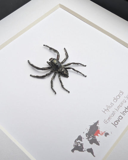 Framed biggest jumping spider,  Hyllus diardi Frame display 6"x6"