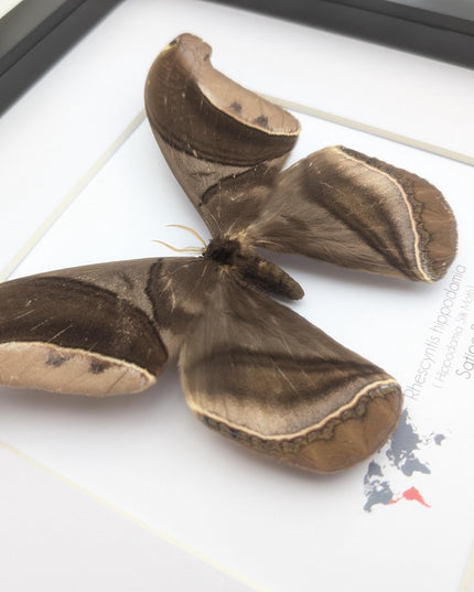 Framed Giant silk moth, Rhescyntis hippodamia frame display 10"x10"