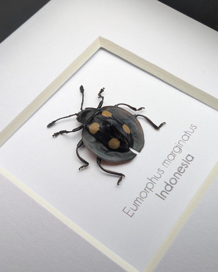 Framed Eumorphus marginatus,  pleasing fungus ladybug Frame display 4"x4"