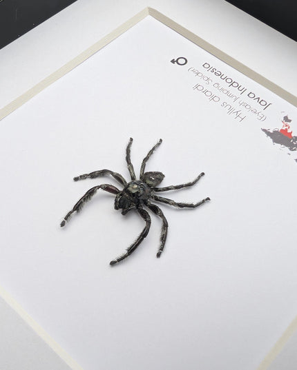 Framed biggest jumping spider,  Hyllus diardi Frame display 6"x6"