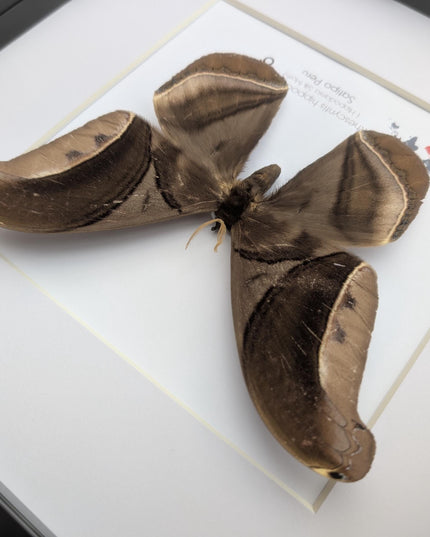 Framed Giant silk moth, Rhescyntis hippodamia frame display 10"x10"
