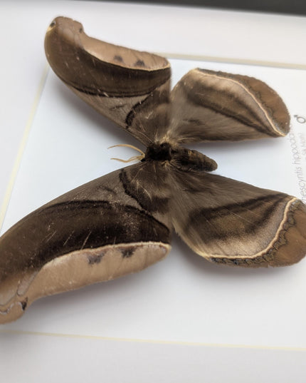 Framed Giant silk moth, Rhescyntis hippodamia frame display 10"x10"