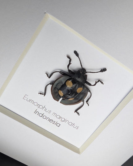Framed Eumorphus marginatus,  pleasing fungus ladybug Frame display 4"x4"