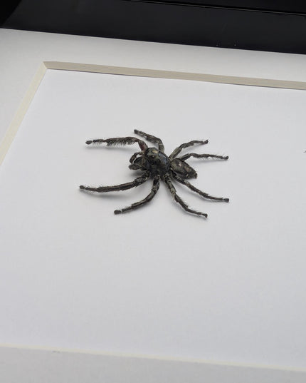 Framed biggest jumping spider,  Hyllus diardi Frame display 6"x6"