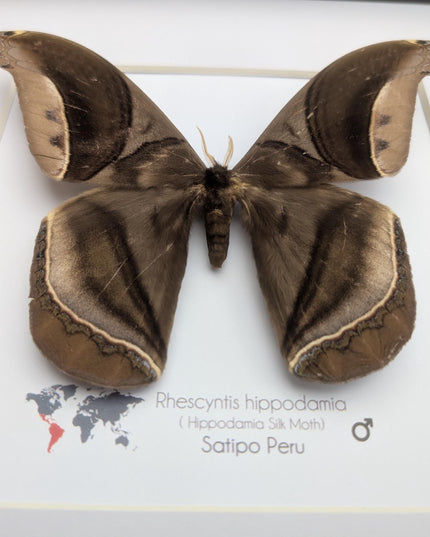 Framed Giant silk moth, Rhescyntis hippodamia frame display 10"x10"