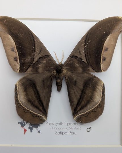 Framed Giant silk moth, Rhescyntis hippodamia frame display 10"x10"