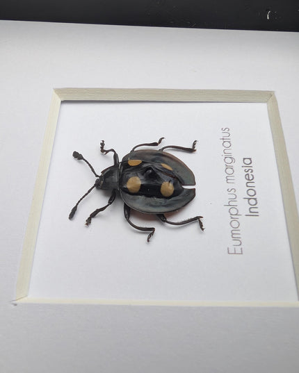 Framed Eumorphus marginatus,  pleasing fungus ladybug Frame display 4"x4"