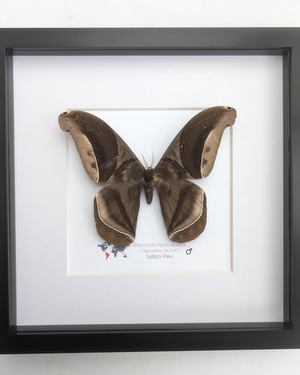 Framed Giant silk moth, Rhescyntis hippodamia frame display 10"x10"