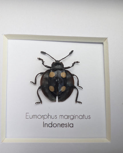 Framed Eumorphus marginatus,  pleasing fungus ladybug Frame display 4"x4"