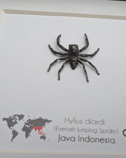 Framed biggest jumping spider,  Hyllus diardi Frame display 6"x6"