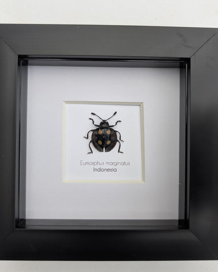 Framed Eumorphus marginatus,  pleasing fungus ladybug Frame display 4"x4"