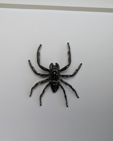 Framed biggest jumping spider,  Hyllus diardi Frame display 6"x6"