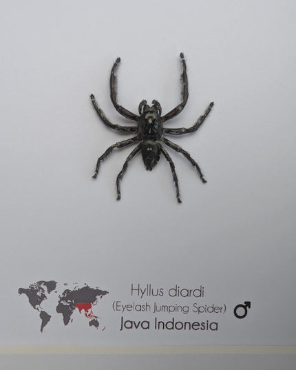 Framed biggest jumping spider,  Hyllus diardi Frame display 6"x6"
