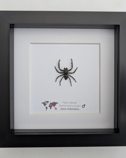 Framed biggest jumping spider,  Hyllus diardi Frame display 6"x6"