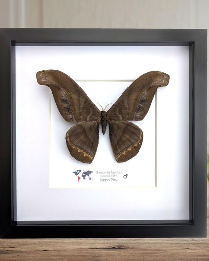 Framed Giant silk moth, Rhescyntis hermes frame display 10"x10"