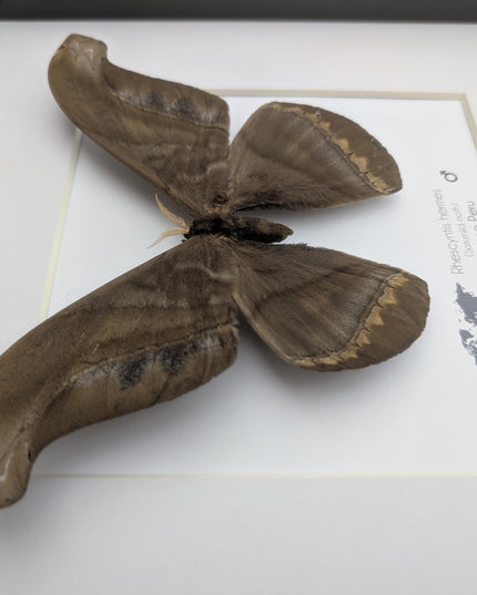 Framed Giant silk moth, Rhescyntis hermes frame display 10"x10"