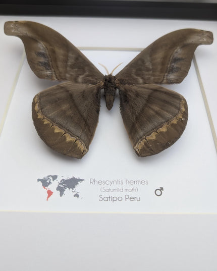 Framed Giant silk moth, Rhescyntis hermes frame display 10"x10"